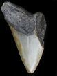Partial Megalodon Tooth - North Carolina #36177-1